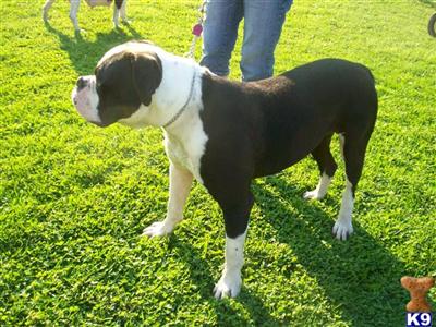 Stud Dogs - American Bulldog